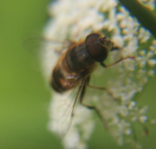 gemeine-keilfleckschwebfliege-eristalis-pertinax-17414.jpeg