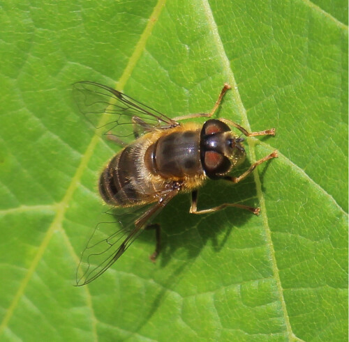 gemeine-keilfleckschwebfliege-eristalis-pertinax-17655.jpeg