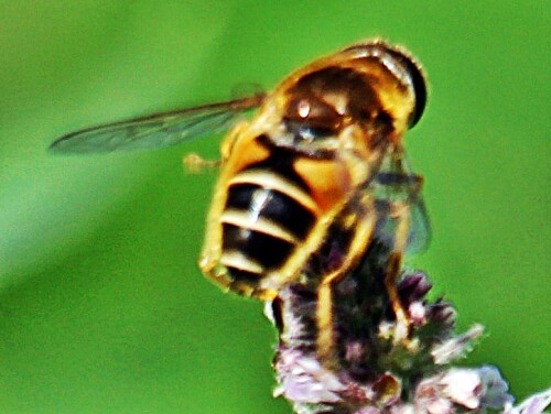 Jene Art Schwebfliege gilt als überall häufig. Doldenblüten werden bei Blütenbesuchen bevorzugt.
Sie kommt in Europa sowie Asien bis Sibirien vor. Ferner soll sie auch in Afrika vorkommen.
http://www.insektenbox.de/zweifl/gemkei.htm
http://www.tierportraet.ch/htm07/keilfleckschwebfliege_gemeine.php



Aufnameort: Eiershausen Garten
Kamera: Canon EOS 1300D