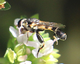 gemeine-keulenschwebfliege-syritta-pipiens-l-1758-14383.jpeg