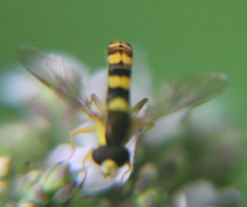 Eine Schwebfliegenart, die auch durch ihren schmalen Hinterleib auffallen kann. Sie kommt in der Holarktis wie Orientalis vor.
Von März bis Oktober etwa lässt sie sich beobachten. Die Gemeine oder Gewöhnliche Stiftschwebfliege gehört zu den wandernden Schwebfliegenarten.
https://de.wikipedia.org/wiki/Gewöhnliche_Langbauchschwebfliege

Aufnameort: Eiershausen Garten
Kamera: Canon EOS 700D