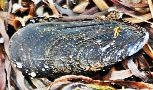 Die Gemeine Miesmuschel gilt als wichtige Meeresfrucht.
Jährlich werden sie auch aus Aquakulturen geerntet und verkauft. 
https://de.wikipedia.org/wiki/Gemeine_Miesmuschel

Aufnameort: Ostseestrand Rerik
Kamera: Canon EOS 1300D