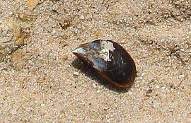 Eine weltweit vorkommende Gattung der Muscheln
Sie gehört zur Familie der Miesmuscheln(Mytilidae).
https://de.wikipedia.org/wiki/Mytilus

Aufnameort: Nördlich von Porto(Portugal)
Kamera: Canon EOS 700D