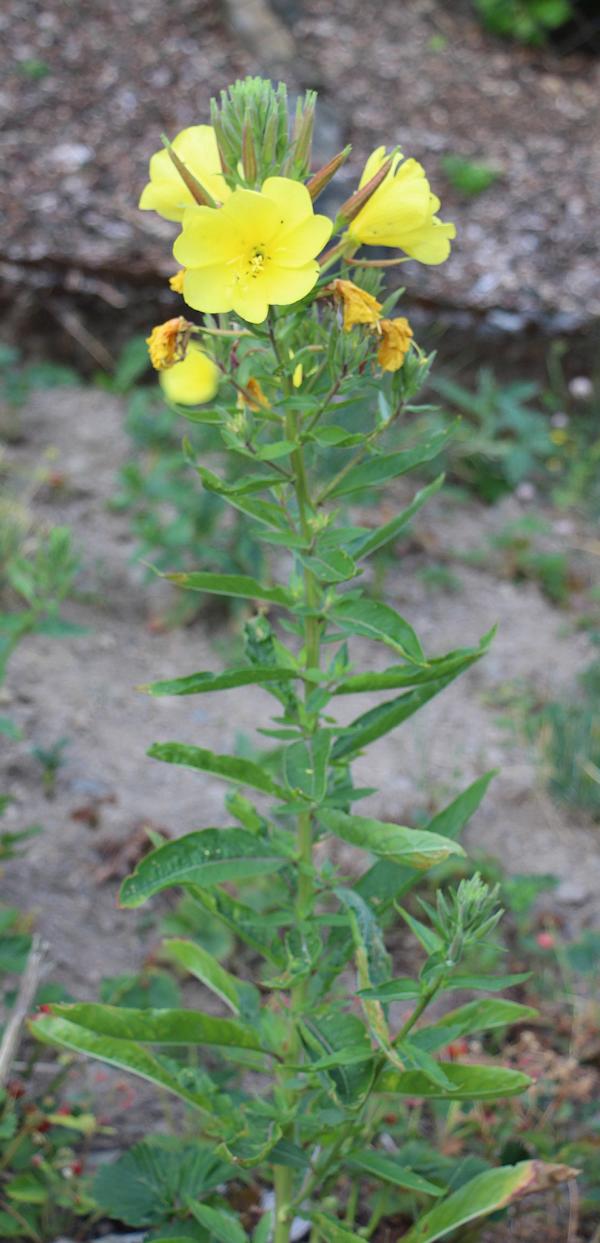 gemeine-nachtkerze-oenothera-biennis-l-14562.jpeg