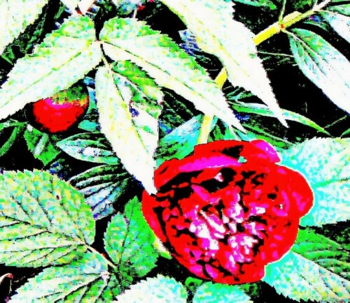 gemeine-pfingstrose-paeonia-of-31191.jpeg