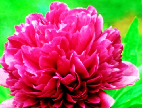 gemeine-pfingstrose-paeonia-officinalis-l-28627.jpeg