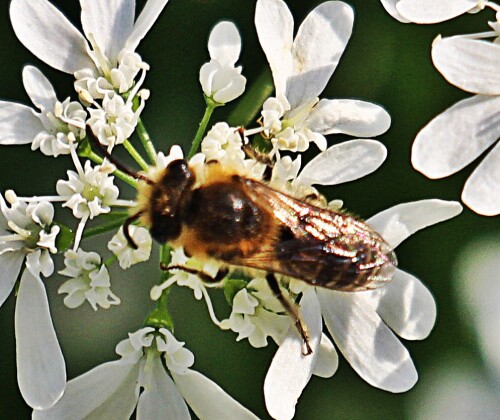 gemeine-sandbiene-andrena-flav-19258.jpeg