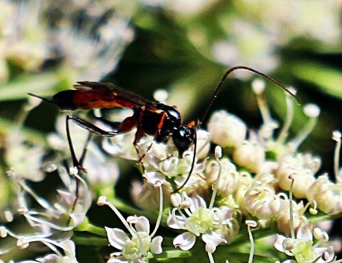 gemeine-sandwespe-ammophila-sabulosa-l-1758-19534.jpeg