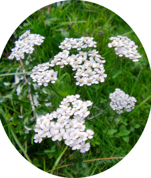 gemeine-schafgarbe-achillea-mi-12092.jpeg