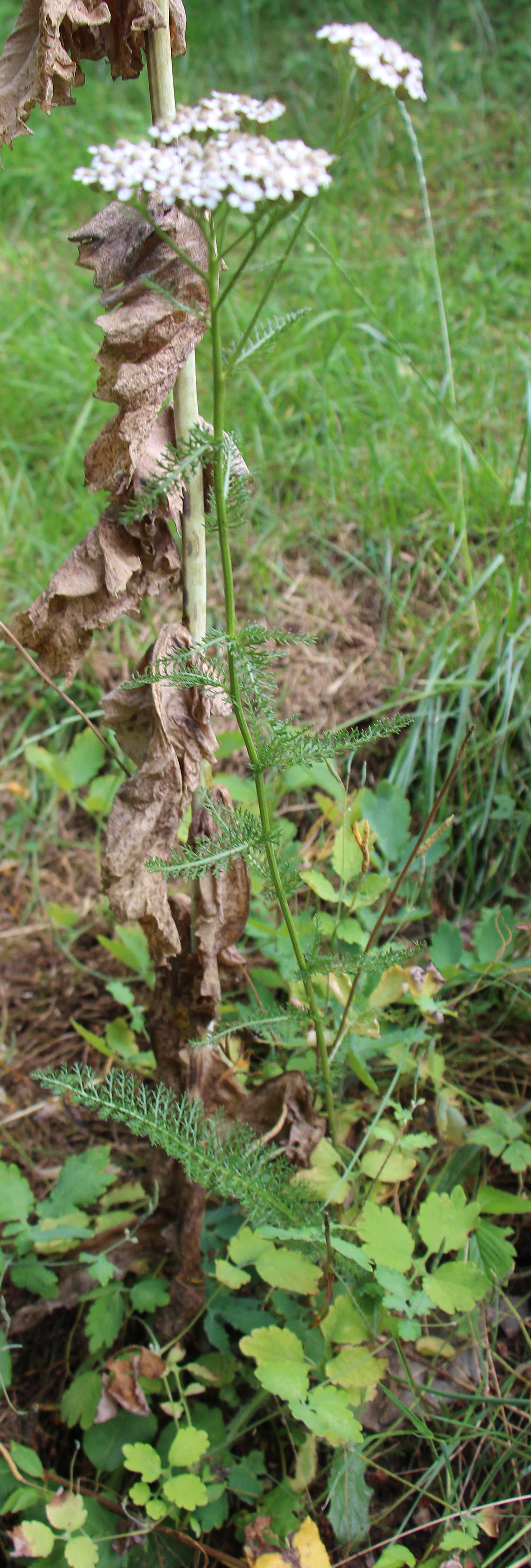 Die Gemeine oder Gewöhnliche Schafgarbe gehört zu den Korbblütlern(Asteraceae). Sie gilt als Typusart der Aggregation 
Achillea millefolium.
Sie bevorzugt Wiesen, (Schaf-)Weiden, Halbtrockenrasen, Acker- und Wegränder als Standorte.
https://de.wikipedia.org/wiki/Gemeine_Schafgarbe

Aufnameort: Eiershausen Garten
Kamera: Canon EOS 700D