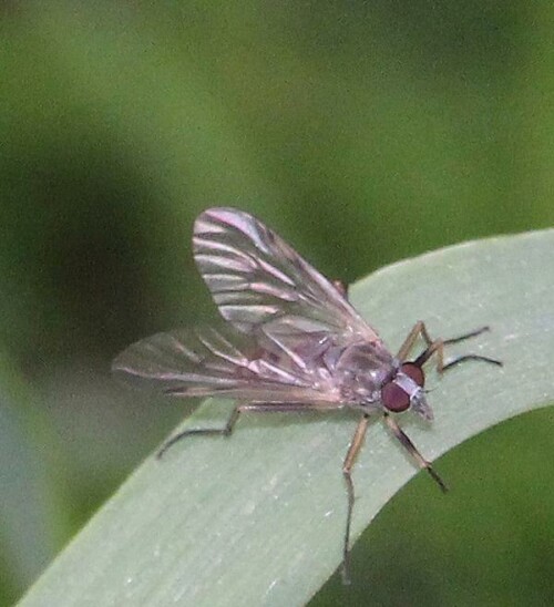 gemeine-schnepfenfliege-rhagio-scolopaceus-l-1758-14013.jpeg