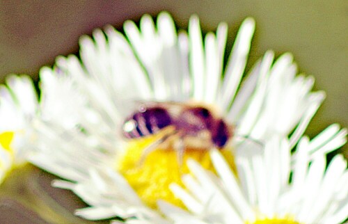 gemeine-seidenbiene-colletes-d-28816.jpeg