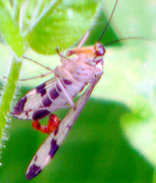 gemeine-skorpionsfliege-panorp-29385.jpeg