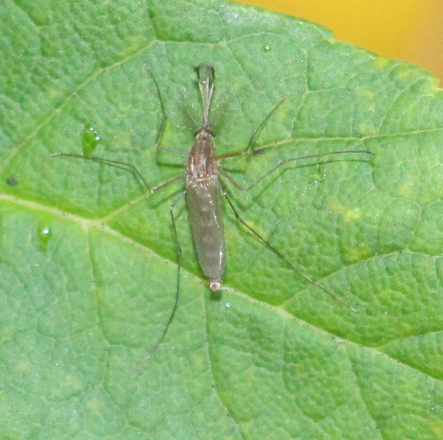 gemeine-stechmucke-culex-pipiens-l-1758-mannlich-18009.jpeg