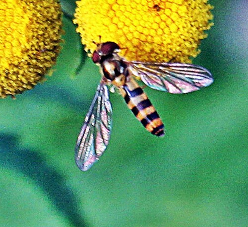 Die Gewöhnliche Langbauchschwebfliege kann in der Holarktis sowie in der Orientalis vorkommen.
Auch sie gehört zu den wandernden Schwebfliegenarten.
https://de.wikipedia.org/wiki/Gewöhnliche_Langbauchschwebfliege

Aufnameort: Eiershausen Straßenrabatte An der Lei
Kamera: Canon EOS 1300D