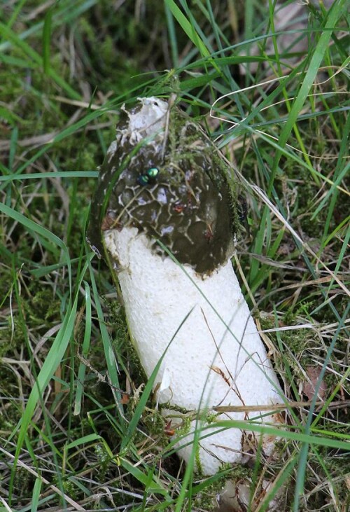 gemeine-stinkmorchel-phallus-iimpudicus-l-pers-14418.jpeg