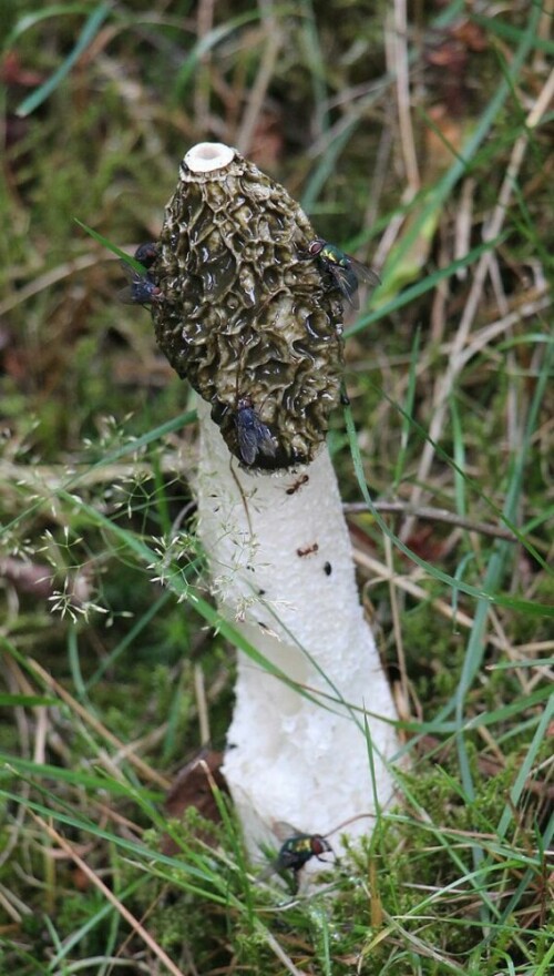 Ein Pilz, der durch seinen Geruch Fliegen anlockt.
(Als Witz: Noch gibt es - nach meinem Wissen - keine Zuchten von Stinkmorcheln in der biologischen Schädlingsbekämpfung)
https://de.wikipedia.org/wiki/Gemeine_Stinkmorchel

Aufnameort: Eiershausen Wiese der Gemeinde
Kamera: Canon EOS 700D