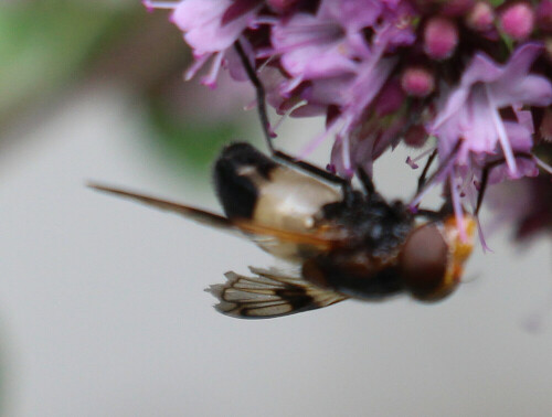 Die Gemeine Waldschwebfliege oder Gemeine Hummel-Schwebfliege gehört zu den Schwebfliegen und kommt in der  Paläarktis sowie Orientalis vor.
https://de.wikipedia.org/wiki/Gemeine_Waldschwebfliege

Aufnameort: Eiershausen Garten
Kamera: Canon EOS 700D