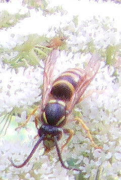 gemeine-wespe-vespula-vulgaris-1758-13110.jpeg