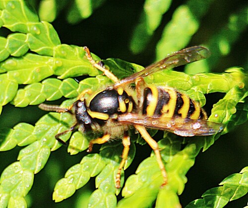 gemeine-wespe-vespula-vulgaris-19152.jpeg