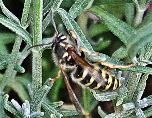 gemeine-wespe-vespula-vulgaris-19239.jpeg