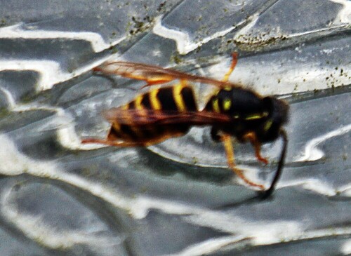 gemeine-wespe-vespula-vulgaris-l-1758-19413.jpeg