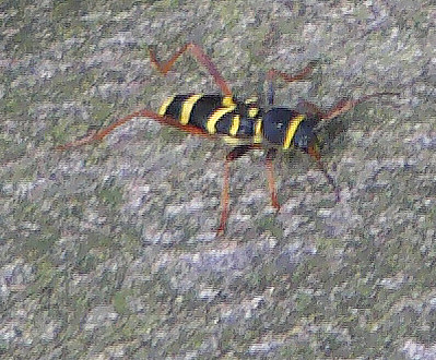 gemeine-widderbock-clytus-arietis-l-1758-11562.jpeg