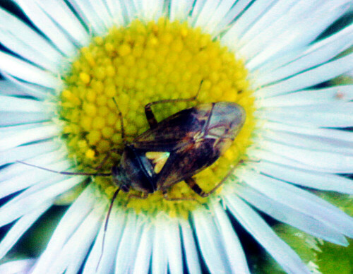 Die Gemeine Wiesenwanze gehört zur Familie der Weichwanzen(Miridae).
https://de.wikipedia.org/wiki/Gemeine_Wiesenwanze

Aufnameort: Eiershausen Garten
Kamera: Canon EOS 1300D