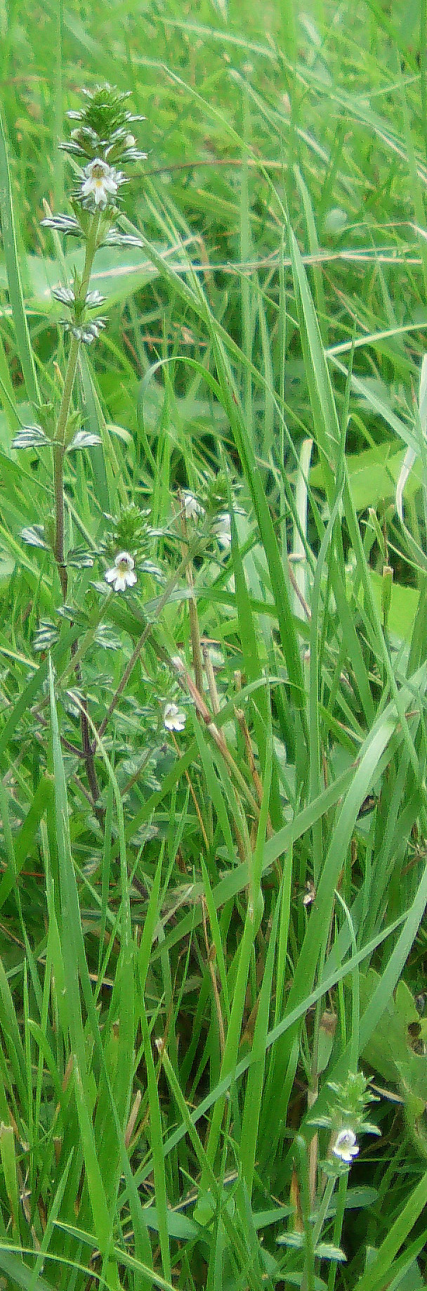 gemeiner-augentrost-euphrasia-rostkoviana-l-11437.jpeg