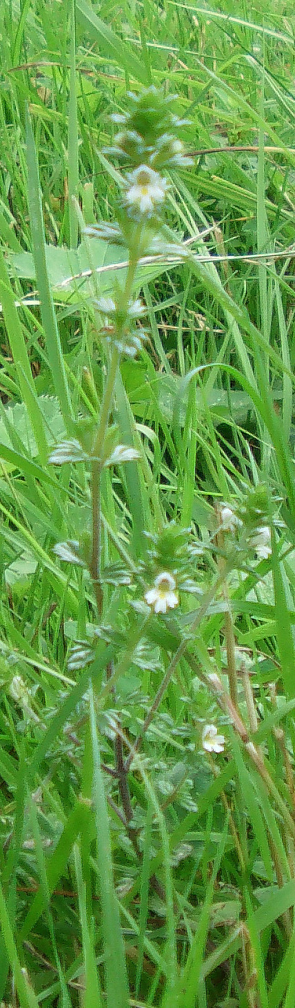 gemeiner-augentrost-euphrasia-rostkoviana-l-12133.jpeg