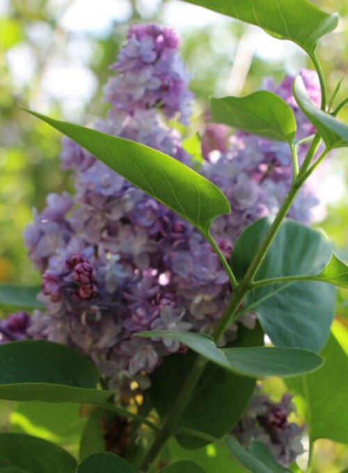 gemeiner-flieder-syringa-l-vulgaris-hybride-13940.jpeg