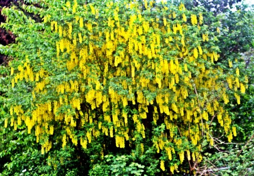 gemeiner-goldregen-laburnum-anagyroides-fabr-20881.jpeg