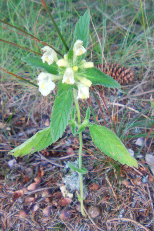 Den gemeinen Hohlzahn findet man oft in "Unkrautgesellschaften von Äckern, an Wegen oder Zäunen, Schuttplätzen in bergiger Lage.
http://de.wikipedia.org/wiki/Galeopsis_tetrahit

Aufnameort: Simmersbach südöstlich des "Modellflugzeugplatzes"
Kamera: Medion Digitaler Full-HD-Camcorder mit Touchscreen Medion Life