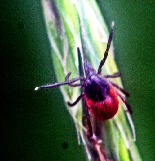 gemeiner-holzbock-ixodes-ricinus-l-1758-weiblich-20955.jpeg