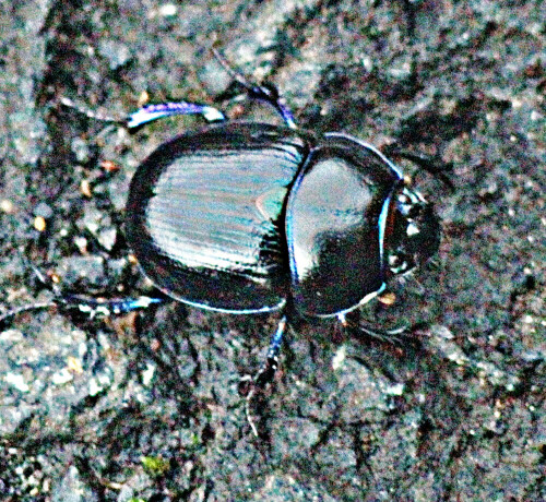 gemeiner-mistkafer-geotrupes-s-29535.jpeg