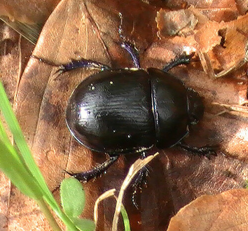 Mistkäfer - ein Käfer, der sich oft in der Nähe von Mist oder Dung aufhält.
http://de.wikipedia.org/wiki/Gemeiner_Mistkäfer

Aufnameort: Eiershausen Hirschbergwald
Kamera: Medion Digitaler Full-HD-Camcorder mit Touchscreen Medion Life