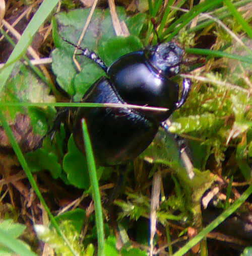 gemeiner-mistkafer-geotrupes-stercorarius-l-1758-10821.jpeg