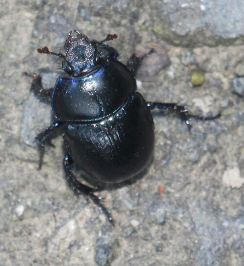 gemeiner-mistkafer-geotrupes-stercorarius-l-1758-17898.jpeg