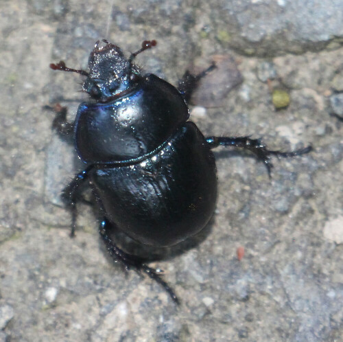 gemeiner-mistkafer-geotrupes-stercorarius-l-1758-17920.jpeg