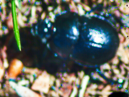 gemeiner-mistkafer-geotrupes-stercorarius-l-1758-24763.jpeg