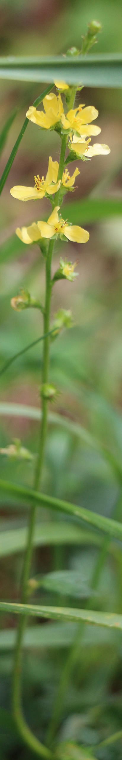 Eine Blütenpflanze, die zu den Rosengewächsen gezählt wird.
https://de.wikipedia.org/wiki/Gemeiner_Odermennig

Aufnameort: Eiershausen Garten
Kamera: Canon EOS 700D