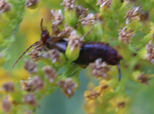 Ohrwürmer suchen oft sich zersetzende Pflanzen auf, verschmähen aber auch Pollen von Blütenpflanzen nicht.
https://de.wikipedia.org/wiki/Gemeiner_Ohrwurm

Videoclip hierzu:
https://youtu.be/5qVkwPvagRg

Aufnameort: Eiershausen Garten
Kamera: Canon EOS 700D