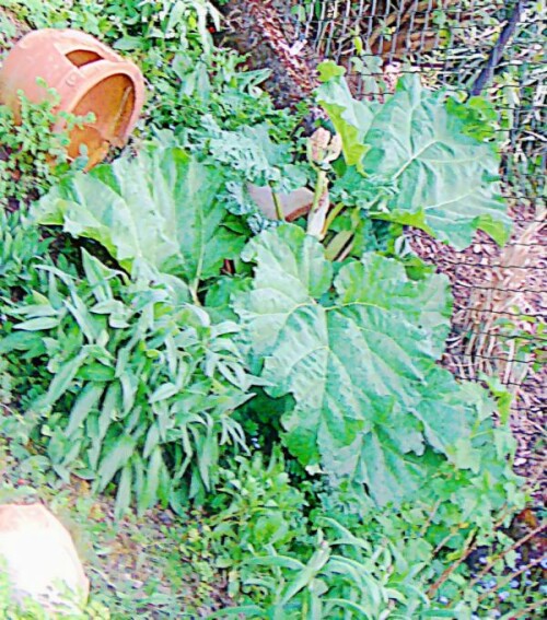 Der Rhabarber gehört zur Familie der Knöterichgewächsen(Polygonaceae).
https://de.wikipedia.org/wiki/Gemeiner_Rhabarber

Aufnameort: Eiershausen Garten
Kamera: Medion Camcorder