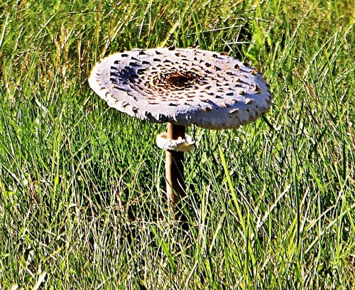 Der Gemeine Riesenschirmling galt früher als ein guter Speisepilz.
https://de.wikipedia.org/wiki/Riesenschirmlinge

Aufnameort: Eiershausen Wiesen und Weiden im Osten
Kamera: Canon EOS 1300D