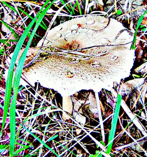 Der Riesenschirmling wird auch als Parasolpilz bezeichnet.
https://de.wikipedia.org/wiki/Riesenschirmlinge

Aufnameort: Waldrand Hirschbergwald
Kamera: Medion Camcorder