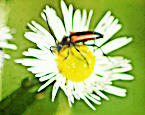 gemeiner-scheinbock-oedemera-femorata-scopoli-1763-28944.jpeg