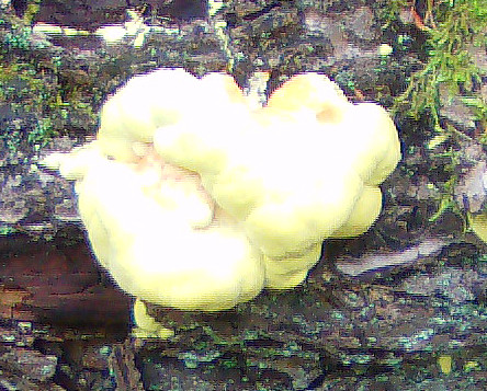 Eine Porling an Holz, der durch seine instensive Gelbfärbung auffallen kann.
http://de.wikipedia.org/wiki/Schwefelporling

Aufnameort: Eiershausen Gisse
Kamera: Medion Digitaler Full-HD-Camcorder mit Touchscreen Medion Life