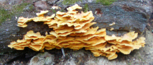 Der gemeine Schwefelporling gehört zu den Stielporlingsverwandten.
Jung soll er essbar sein und zubereitet nach Hühnchen schmecken.
(Daher sein englischer Name "Chicken of the Woods.")
Er parasitiert besonders Laubbäume und verursacht beim Holz eine Braunfäule. Vorkommen von ihm sind an Eichen, Robinien, Prunusarten, Weiden sowie Lärchen bekannt.
http://de.wikipedia.org/wiki/Gemeiner_Schwefelporling

Aufnameort: Eiershausen "Gisse"
Kamera: Digitaler Full-HD-Camcorder mit Touchscreen Medion Life