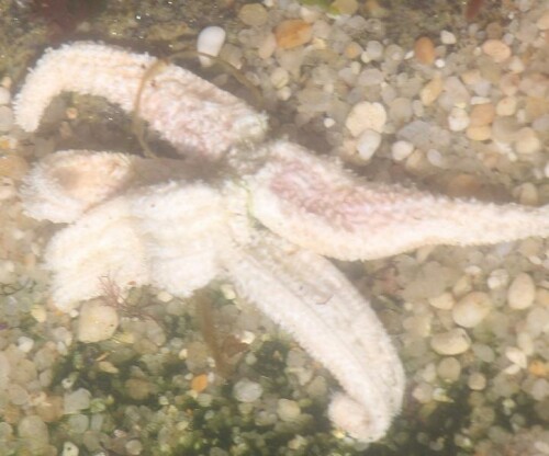 Seesterne sind auch bei Sammlern wie -innen am Strand bekannt.
https://www.meerwasser-lexikon.de/tiere/2128_Asterias_rubens.htm

Aufnameort: Nördlich von Porto(Portugal)
Kamera: Canon EOS 700D