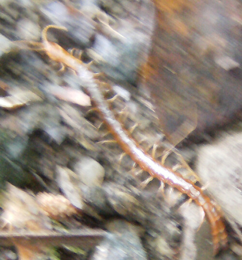 gemeiner-steinlaufer-lithobius-forficatus-l-1758-13099.jpeg